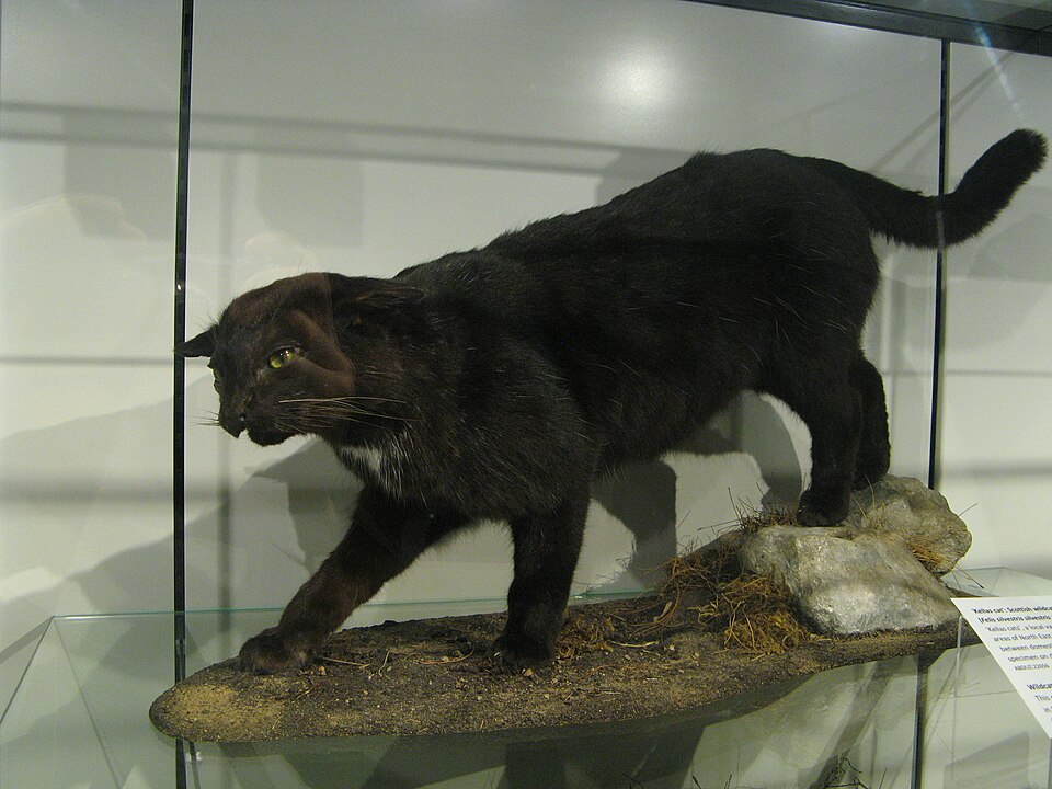 Mounted zoological specimen of a Kellas cat